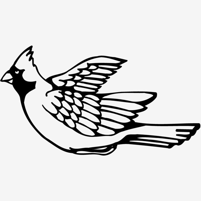 BIRD012 Thumbnail